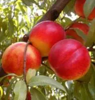 Саженцы нектарина Фентези