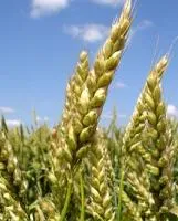 Семена яровой пшеницы