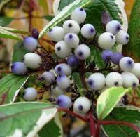 Саженцы Дерена белого Cornus alba Sibirica variegata