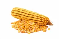Кукуруза семена