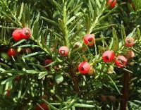 Тисс ягодный Стреит Хедж