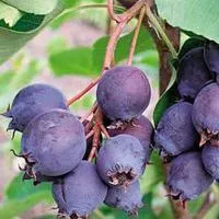 Ирга Ламарка канадская