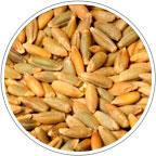 Семена озимой пшеницы Скипетр