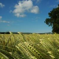 Озимая пшеница Безостая 100 рс 1