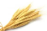 Пшеница мягкая