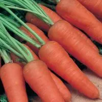 Семена моркови Шантенэ Королевская