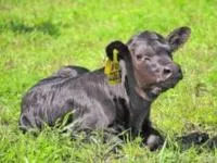 Эмбрионы КРС породы Абердин – Ангус