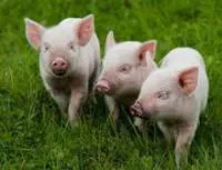 Племенные свиньи мясо-беконной породы Ландрас