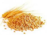 Пшеница 3,4,5 класс, мягкая