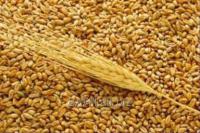 Пшеница 3 класс, пшеница