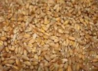 Пшеница мягкая 5 класса