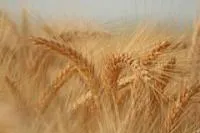 Пшеница твердая 4 класса