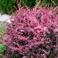 Барбарис тунберга Арлекин