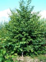 Береза бумажная