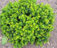 Барбарис самшитолистный Нана