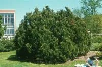 Сосна горная Пумило