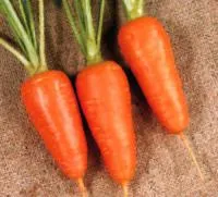 Семена моркови Boltex - Болтекс, Clause