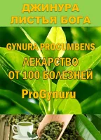 Фиточай Джинура Прокумбенс. ProGynuru. Гинура. Сушёный лист