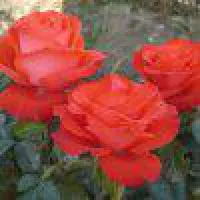 Саженцы роз Анжелика