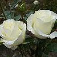 Саженцы роз Анастасия