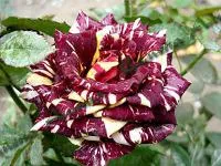 Саженцы роз Абракадабра