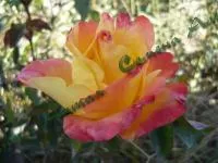 Саженцы роз Артазия