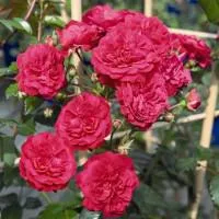 Роза Starlet Rose Lola