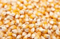 Семена кукурузы "РОСС 130 МВ", репр. F1