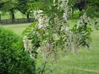 Робинея лжеакация/псевдоакация/белая акация