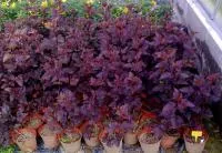 Пузыреплодник калинолистный Андре