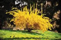 Форзиция промежуточная Спектабилис