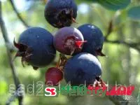 Саженцы ирги