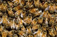 Пчелопакеты, пчеломатки с доставкой по РФ