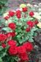 Саженцы розы миниатюрной