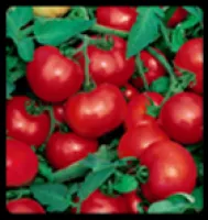 Семена томатов Jocker F1 - Джокер F1, от фирмы Vilmorin