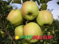 Саженцы яблони Голдспур (Золотое Превосходное)