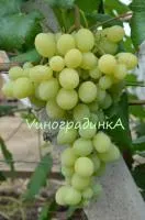 Саженцы винограда Надежный