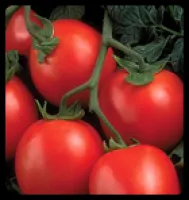 Семена томатов Rio Grande - Рио Гранде, от фирмы United Genetics