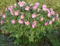 Саженцы Пиона уклоняющегося