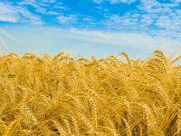 Пшеница мягких сортов