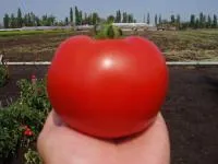 Семена томатов Baghera F1 - Багира F1, Clause