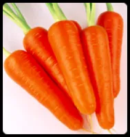 Семена моркови Chantenay Royal - Шантане Роял, от фирмы United Genetics