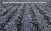 Кукуруза и подсолнечник по No-till: 4 секрета, гарантирующих урожайность