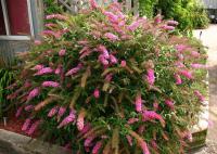 Саженцы Буддлея Пинк Дилайт