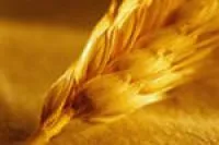 Комплексная система защиты для пшеницы