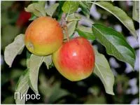Саженцы яблони Piros разветвление 5+ купить в Есике, Алматы, Питомникягодных и орехоплодных культур \