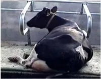 Holstein-Friesian порода молочная