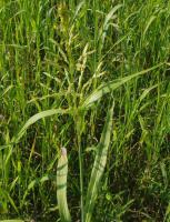 Семена суданской травы Кинельская