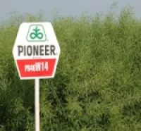 Насіння озимого ріпаку Pioneer ПР46В14 /PR46W14