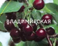 Саженцы вишни Владимирская